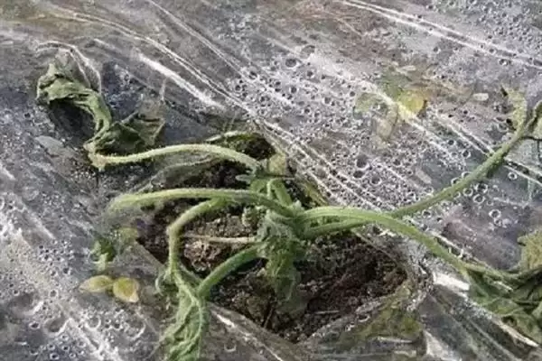 大棚黄瓜急性死苗的原因有哪些,大棚黄瓜急性死苗的原因插图1