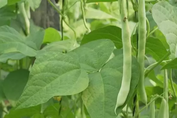 春季芸豆的种植时间在什么时候呢,春季芸豆的种植时间插图1