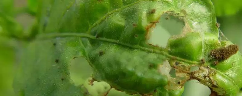 茶黄螨的防治方法和措施是啥,茶黄螨的防治方法-会东网
