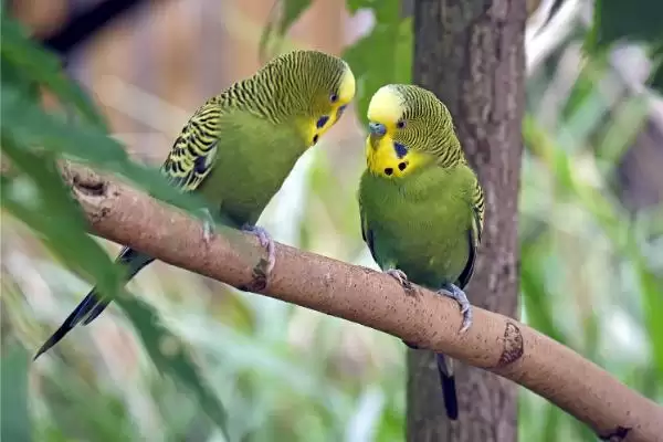冬天虎皮鹦鹉笼舍垫棉絮保暖详细方法全解析插图3 冬天虎皮鹦鹉笼舍垫棉絮保暖详细方法全解析插图3