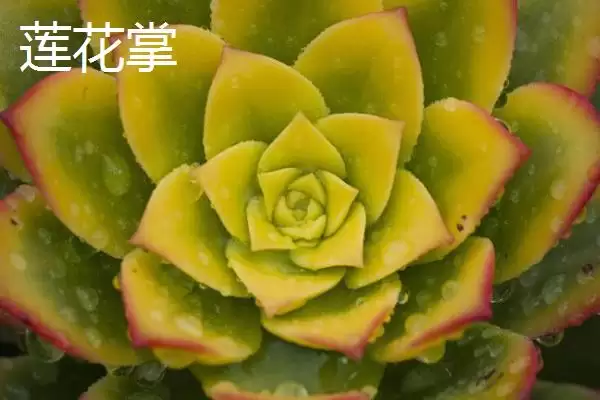 不怕太阳晒的盆栽植物有哪些呢,不怕太阳晒的盆栽植物有哪些插图10 不怕太阳晒的盆栽植物有哪些呢,不怕太阳晒的盆栽植物有哪些插图10