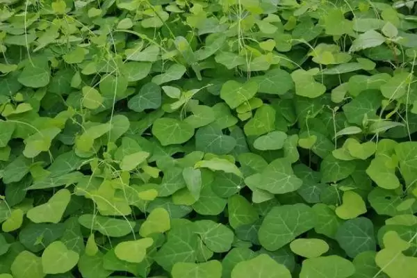防己的种植时间,防己一般在什么时候进行种植插图3