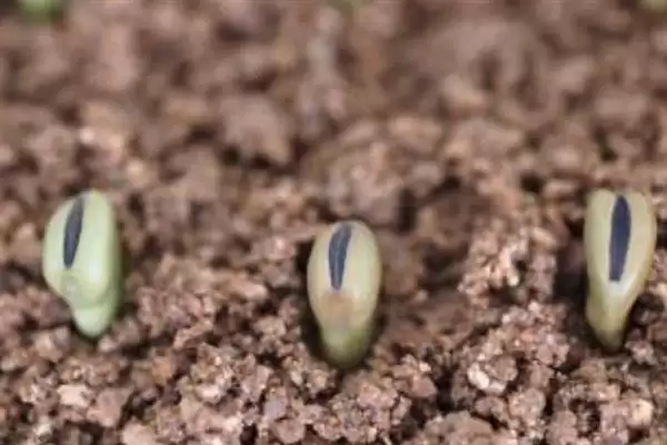 种植蚕豆行距30厘米株距多少？插图6