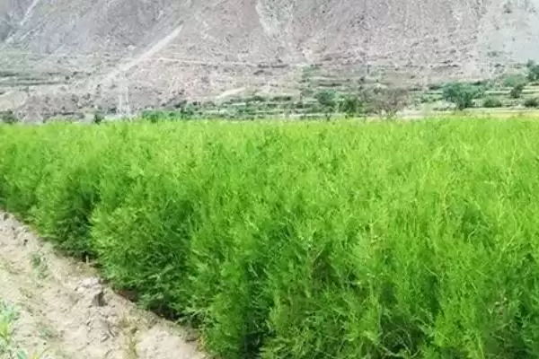 百香籽所属树种,百香籽是哪种树的种子插图3 百香籽所属树种,百香籽是哪种树的种子插图3