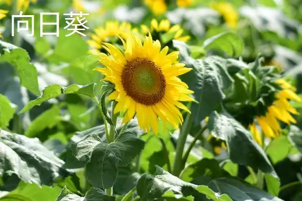 不怕太阳晒的盆栽植物有哪些呢,不怕太阳晒的盆栽植物有哪些插图1 不怕太阳晒的盆栽植物有哪些呢,不怕太阳晒的盆栽植物有哪些插图1