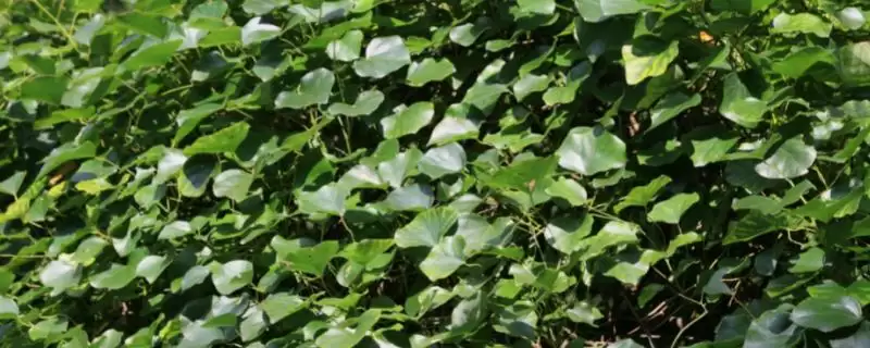 防己的种植时间,防己一般在什么时候进行种植-会东网