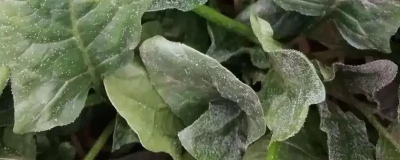 菠菜霜霉病的防治技术有哪些呢,菠菜霜霉病的防治技术-会东网