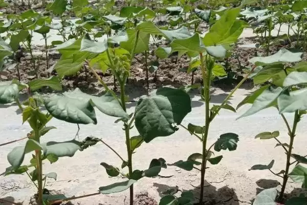 江淮江汉平原南疆棉区等适合棉花种植区域解插图2
