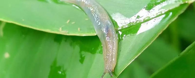 鼻涕虫是怎么形成的呢,鼻涕虫是怎么形成的-会东网