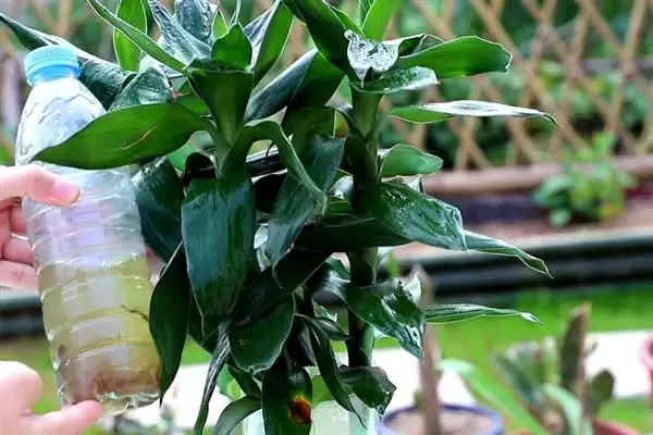 冬季富贵竹枯萎的处理,冬季富贵竹越来越枯萎怎么进行处理插图3 冬季富贵竹枯萎的处理,冬季富贵竹越来越枯萎怎么进行处理插图3