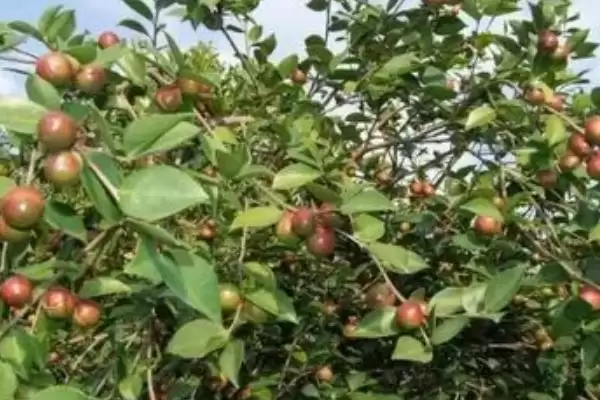 大果寒露2号油茶有什么特点呢,大果寒露2号油茶插图4