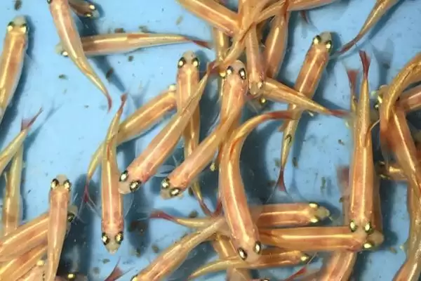 白云金丝鱼体型,白云金丝鱼成年后体型是多大插图1 白云金丝鱼体型,白云金丝鱼成年后体型是多大插图1