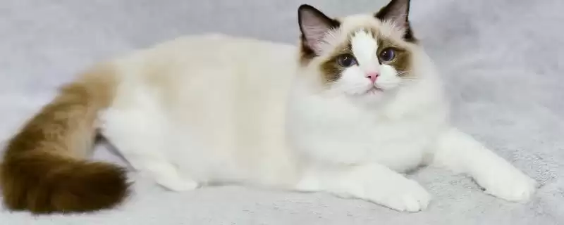 布偶猫为什么价格那么贵呢,布偶猫为什么那么贵-会东网