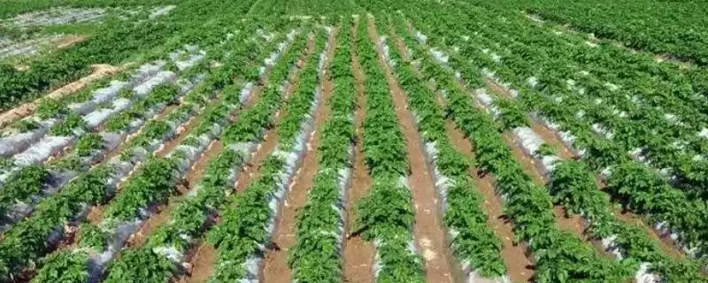 地膜土豆与胡萝卜套种技巧,地膜土豆与胡萝卜套种有哪些技巧插图 地膜土豆与胡萝卜套种技巧,地膜土豆与胡萝卜套种有哪些技巧插图