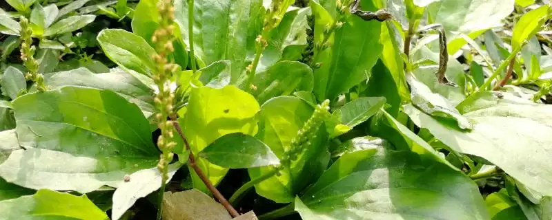 车前草的栽培技术和方法是怎样呢,车前草的栽培技术插图 车前草的栽培技术和方法是怎样呢,车前草的栽培技术插图