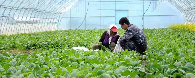 冬季蔬菜大棚放风原因,冬季蔬菜大棚需要放风的原因是什么插图 冬季蔬菜大棚放风原因,冬季蔬菜大棚需要放风的原因是什么插图