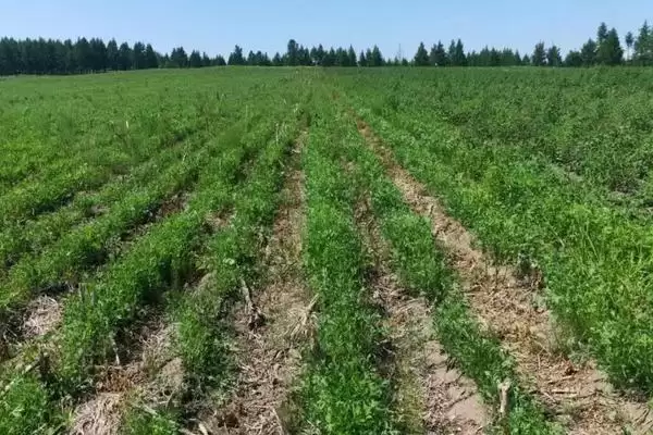 防风种植的时间,防风在南北方分别何时种植插图1