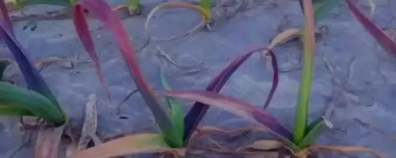大蒜红叶是什么原因导致的,大蒜红叶的原因插图 大蒜红叶是什么原因导致的,大蒜红叶的原因插图