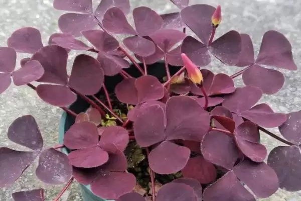 倒心形叶子的植物种类,倒心形叶子植物有哪些常见的种类插图5