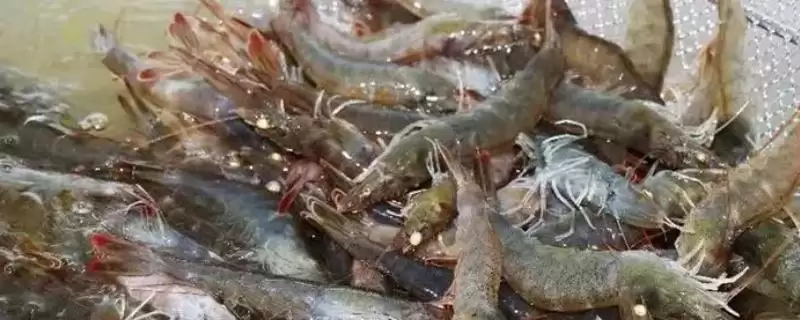 对虾一个月生长长度,对虾一个月正常可以长多少公分长度-会东网