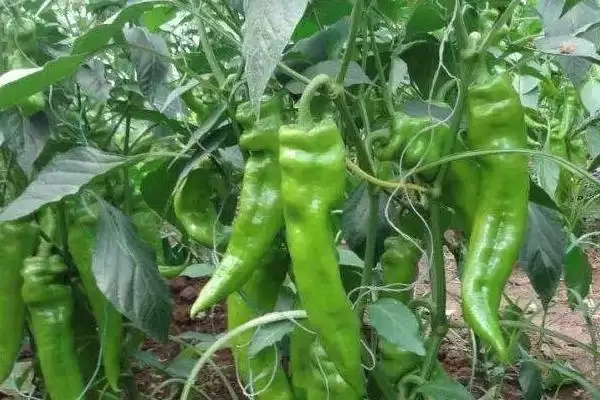 菜椒的播种时间在什么时候呢,菜椒的播种时间插图3