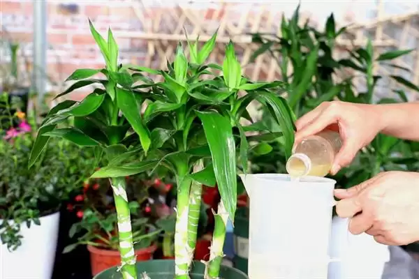 冬季富贵竹枯萎的处理,冬季富贵竹越来越枯萎怎么进行处理插图2 冬季富贵竹枯萎的处理,冬季富贵竹越来越枯萎怎么进行处理插图2
