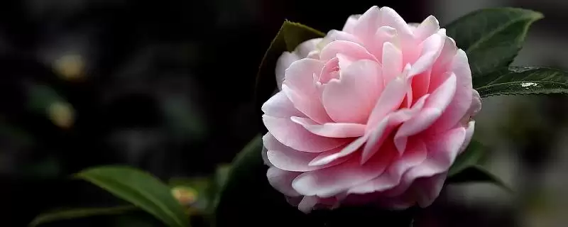 茶花的主要产地在哪些地方呢,茶花的主产地-会东网