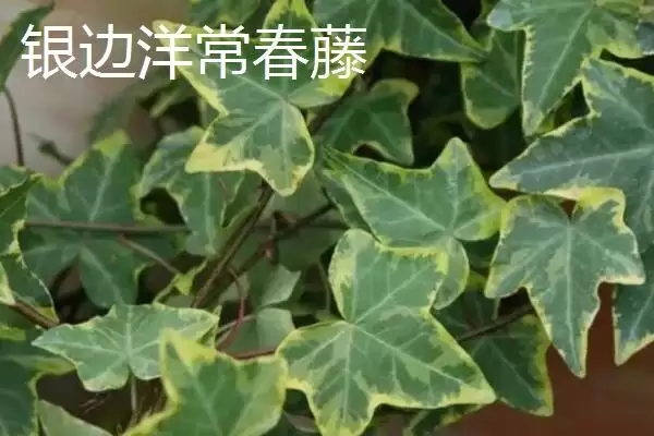 常春藤有哪些常见的品种呢,常春藤的品种插图3
