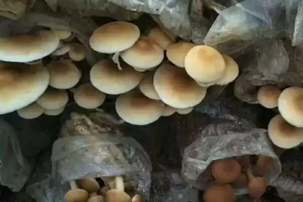 蘑菇土法施肥有哪9种方法可以尝试？插图2