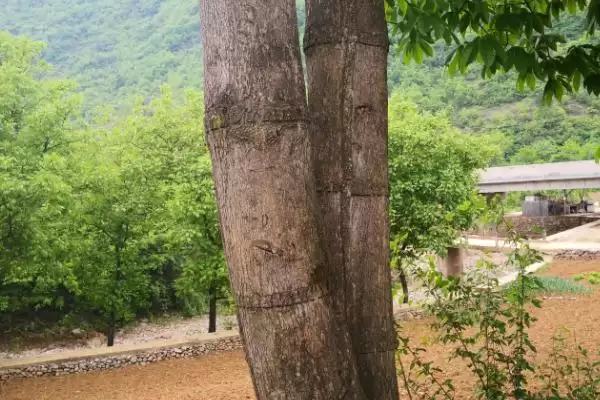 杜仲的环剥方法注意,杜仲如何环剥以及要注意哪些方面插图4