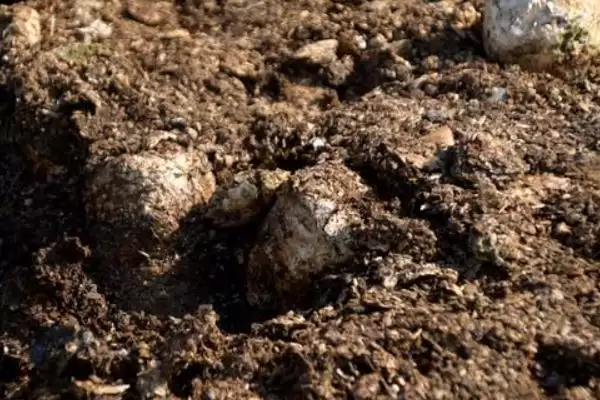 如何判断饼肥完成发酵的方法有哪些？插图5