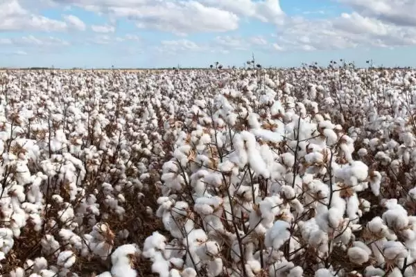 江淮江汉平原南疆棉区等适合棉花种植区域解插图1