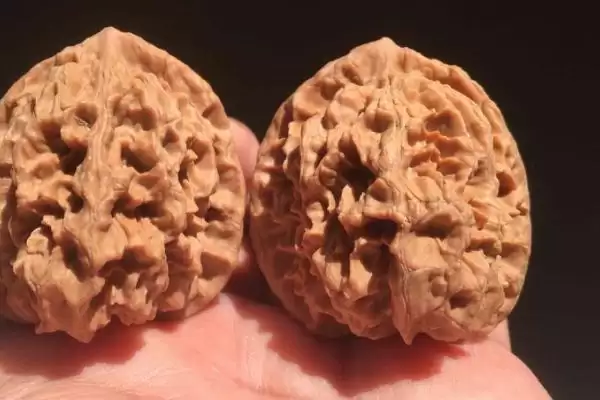 帝王狮子头核桃的介绍,帝王狮子头核桃是怎样的文玩核桃插图1