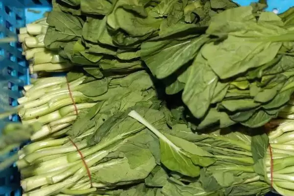 保存绿叶蔬菜有哪些方法和方式呢,保存绿叶蔬菜的方法插图2 保存绿叶蔬菜有哪些方法和方式呢,保存绿叶蔬菜的方法插图2