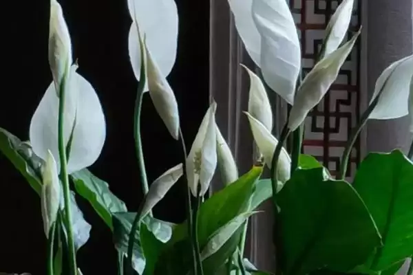 白掌的繁殖方式,白掌的繁殖方法有哪些种类插图3