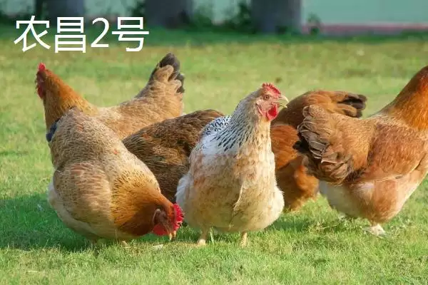 产蛋率高的母鸡有哪些品种呢,产蛋率高的母鸡品种插图7