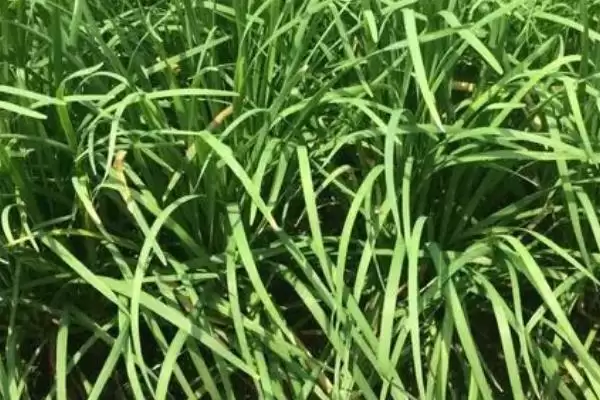 韭菜灰霉病疫病棉疫病致烂叶原因全解析揭秘插图3 韭菜灰霉病疫病棉疫病致烂叶原因全解析揭秘插图3