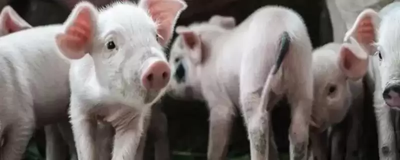 仔猪腹腔补液配方如何加强心剂?-会东网