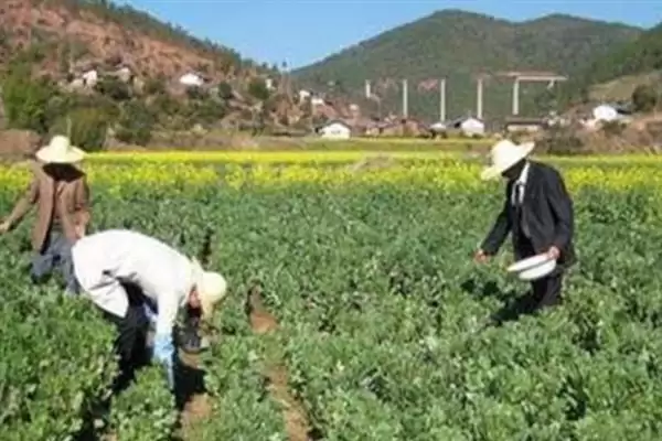 种植蚕豆行距30厘米株距多少？插图9