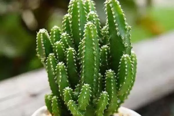多肉植物种类划分,多肉植物有哪些常见的种类类型划分插图1