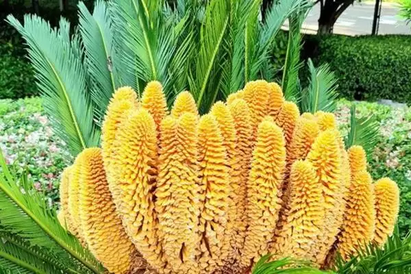 菠萝铁树的夏季养殖技巧有哪些呢,菠萝铁树的夏季养殖技巧插图4