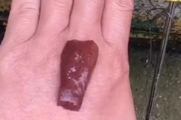 钓甲鱼的常用工具种类,钓甲鱼的工具有哪些简单的选择插图2 钓甲鱼的常用工具种类,钓甲鱼的工具有哪些简单的选择插图2