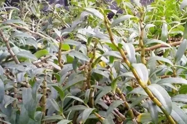耳环石斛的基本介绍,耳环石斛一般是指哪种石斛植物插图3