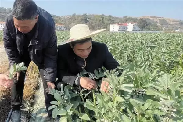 种植蚕豆行距30厘米株距多少？插图10