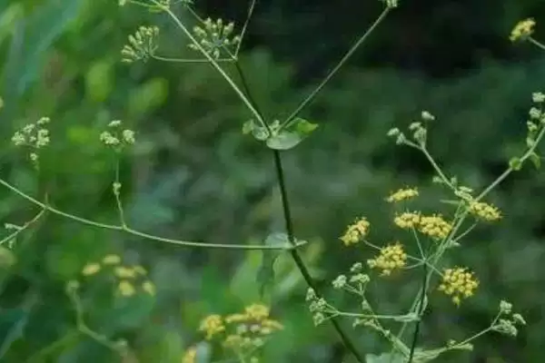 柴胡的价格大概是多少钱一斤呢,柴胡的价格插图3