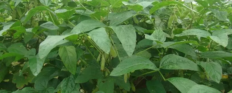 雁育1号大豆种子生育期多久左右？-会东网