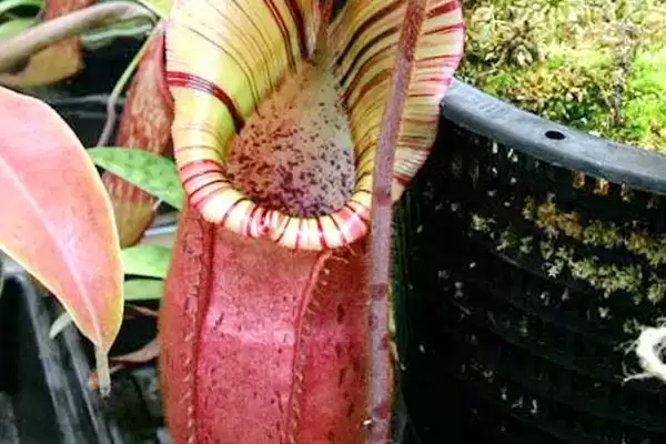 倒心形叶子的植物种类,倒心形叶子植物有哪些常见的种类插图8