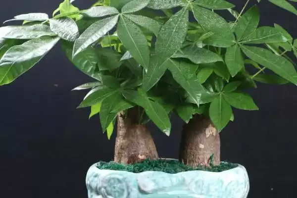 发财树的植物属性,发财树是一种怎样的常绿乔木植物插图1