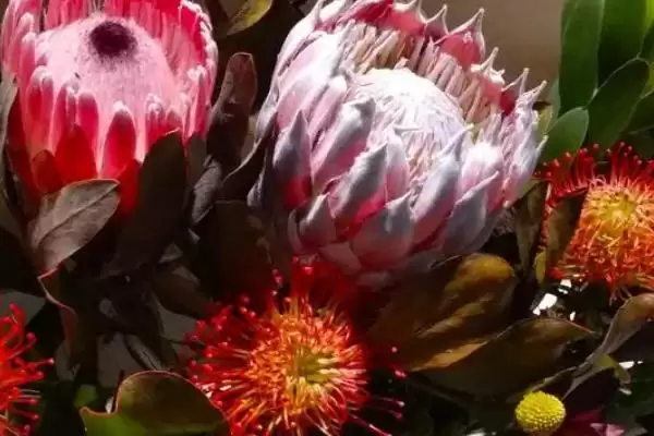 帝王花的养殖方法要点,帝王花的养殖方法需怎样的环境插图2