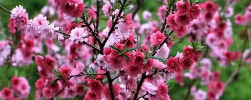 碧桃能耐受的最低温度是多少呢,碧桃耐寒最低温度-会东网